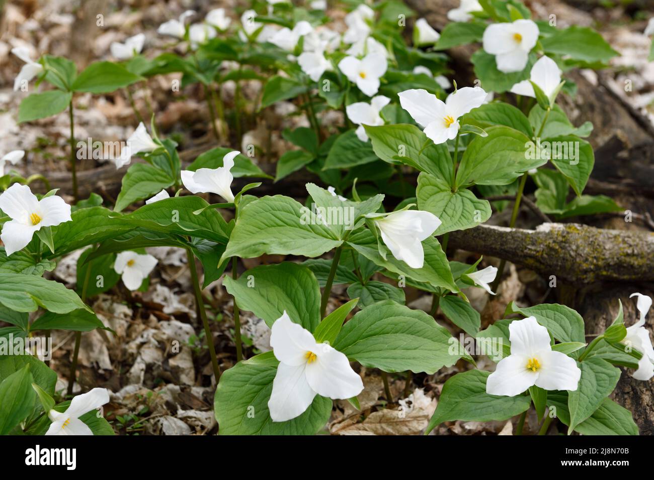 Carpet of Wild Great White Trillium Spring flowers ground cover Trillium grandiflorum on the forest floor with dead leaves Stock Photo