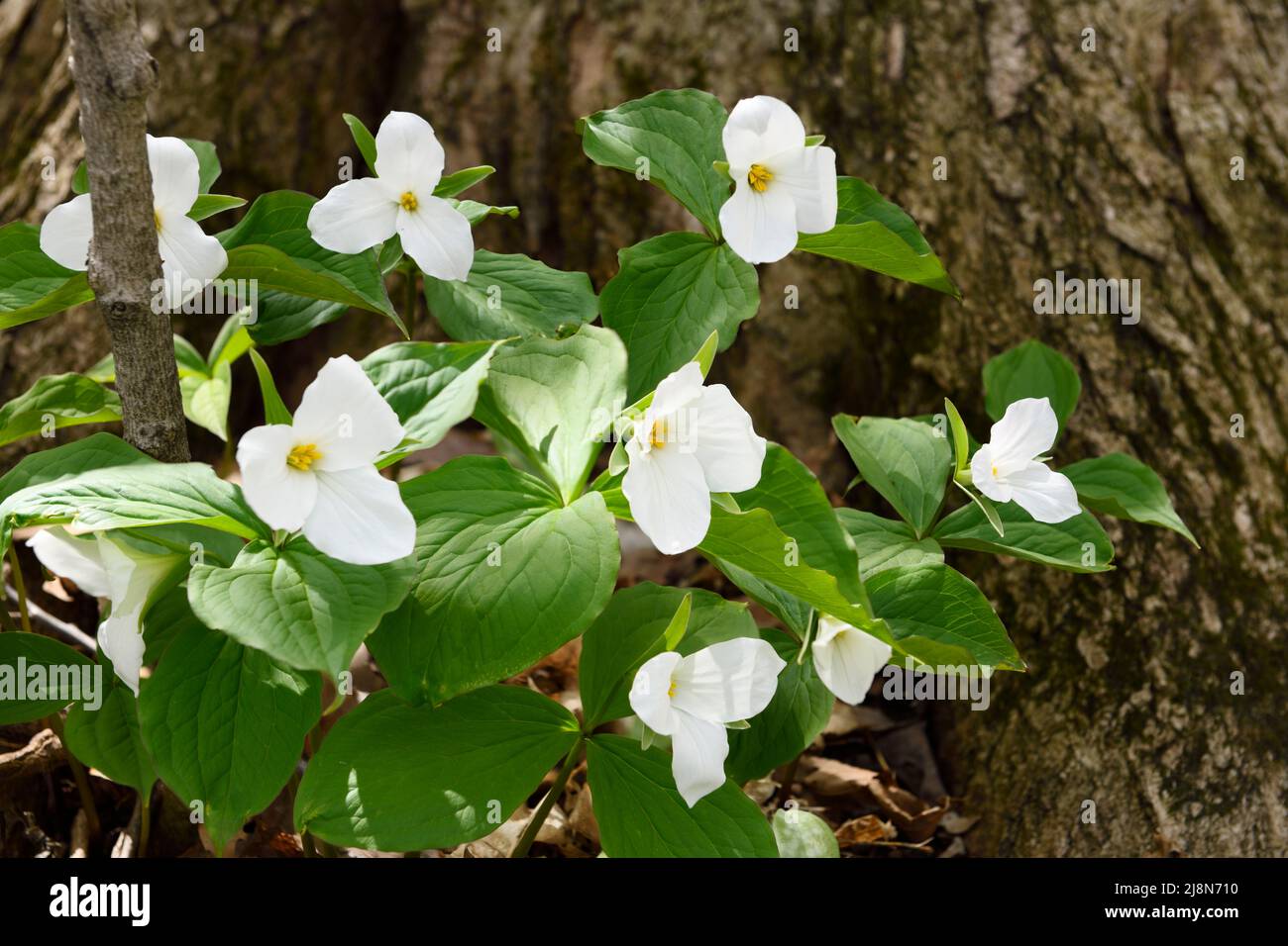 Group of wild Great White Trillium Spring flowers on the forest floor with large tree trunk Stock Photo