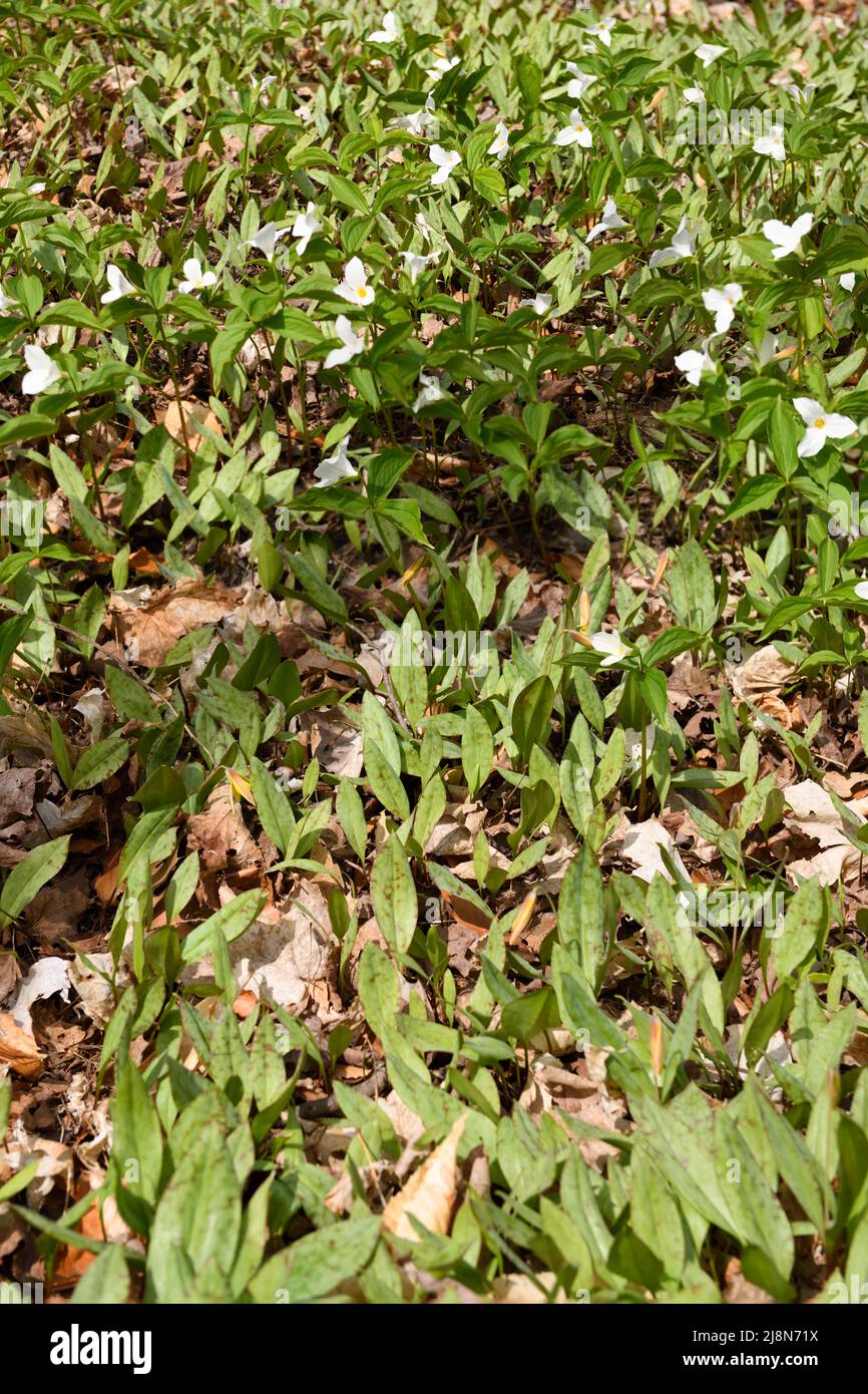 Wild flowering Great White Trillium and leaves of Yellow Trout Lily in Spring on forest floor with dead leaves Stock Photo