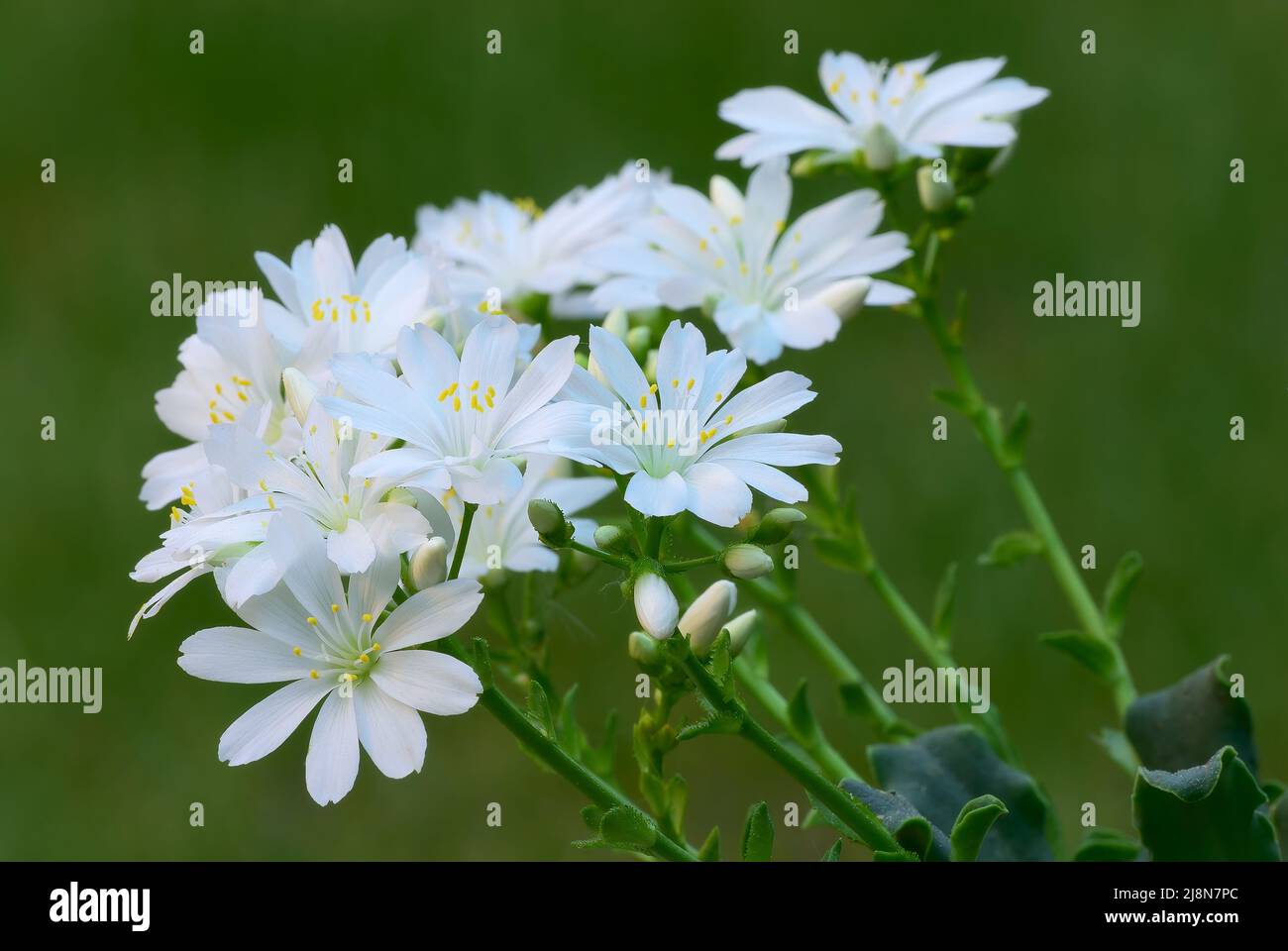 Blossom Lewisia cotyledon beautiful white flowers with buds, closeup. Rock plant. Blurred natural green background. Trencin, Slovakia. Stock Photo