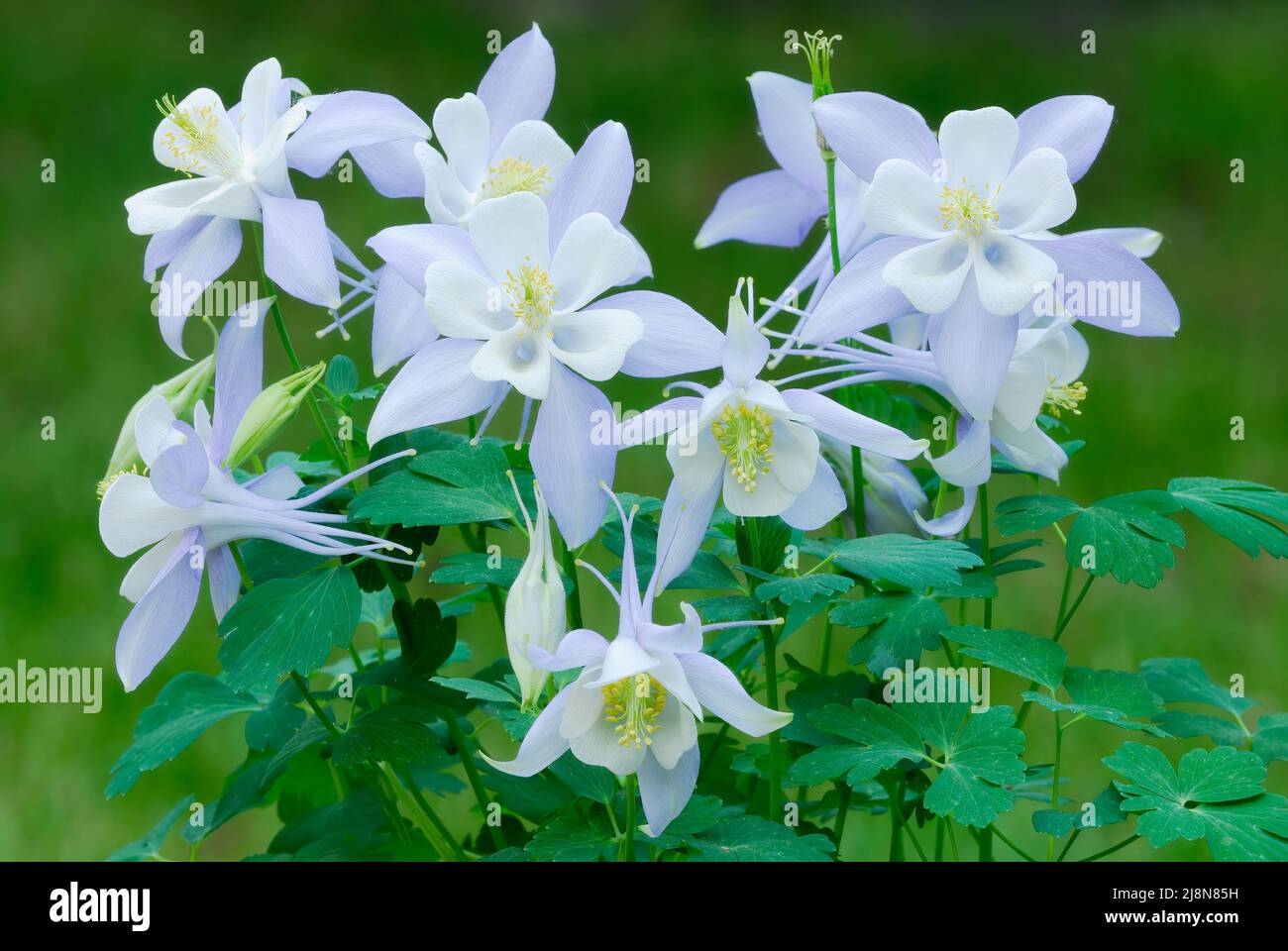 Aquilegia coerulea, columbine flowers with leaves. Colorado blue white. Front view, closeup. Blurred green background, isolated. Trencin, Slovakia. Stock Photo