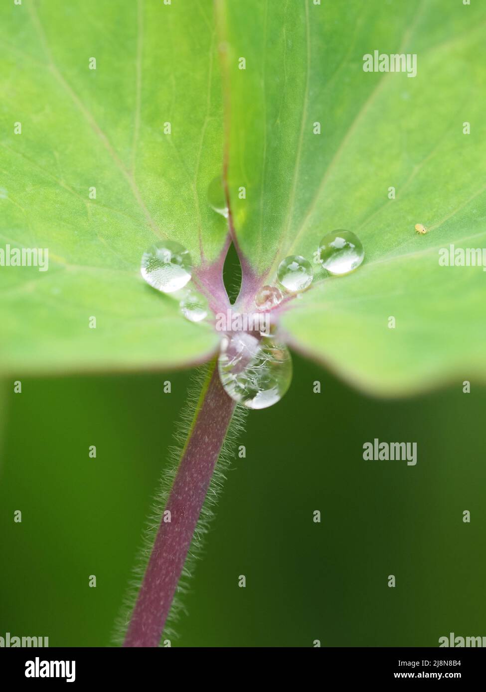 Close up of water drops on a green leaf with a red stem. Hairs on the stem & a small yellow insect on the right of picture. Shallow depth of focus. Stock Photo