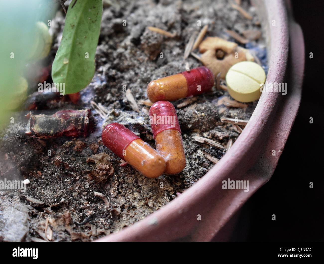 Expired medicine used as fertilizer. Closeup view. Stock Photo