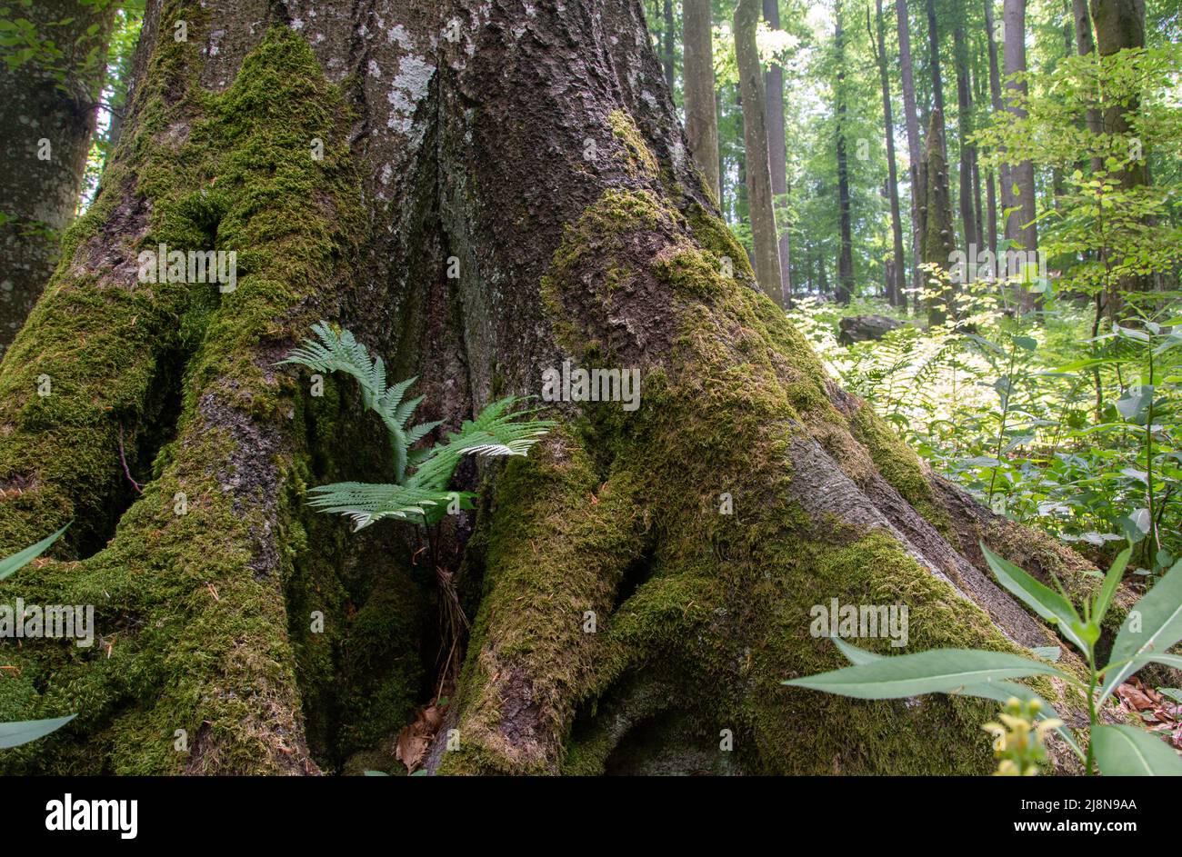 Krokar primeval, virgin forest in Kočevje, Slovenia. Year 2021. Horizontal photo. Stock Photo