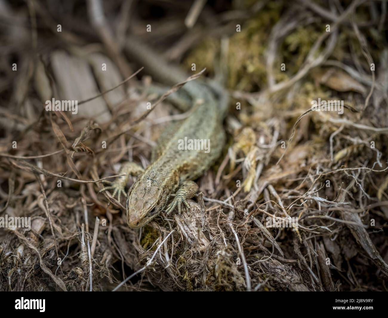 Common lizard aka Zootoca vivipara, Devon, UK. Stock Photo