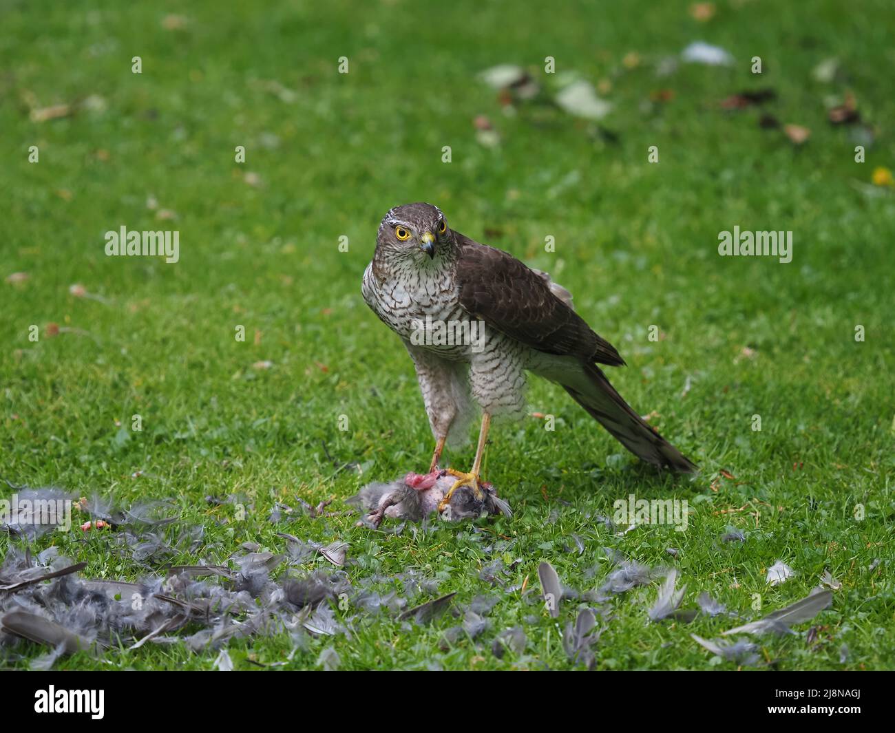 Sparrowhawk on a kill in my garden where it plucked the prey and consumed much of it before flying off with the remains. Stock Photo