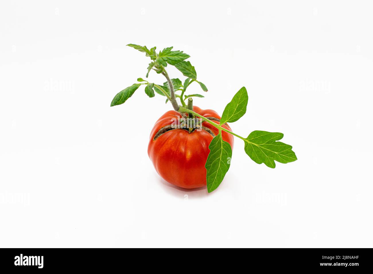 Tomato fruits damaged by bacterial disease. Cracking of a tomato as a result of excess moisture. Crop loss. Close-up Stock Photo