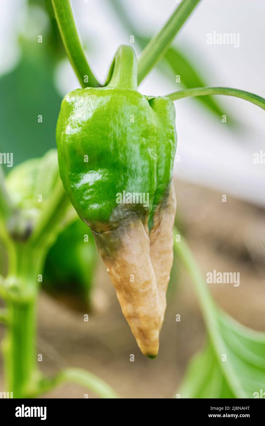 Diseases Of Pepper. A close-up of ripe red bell pepper fruit damaged by rot, symptom of anthracnose disease. Stock Photo
