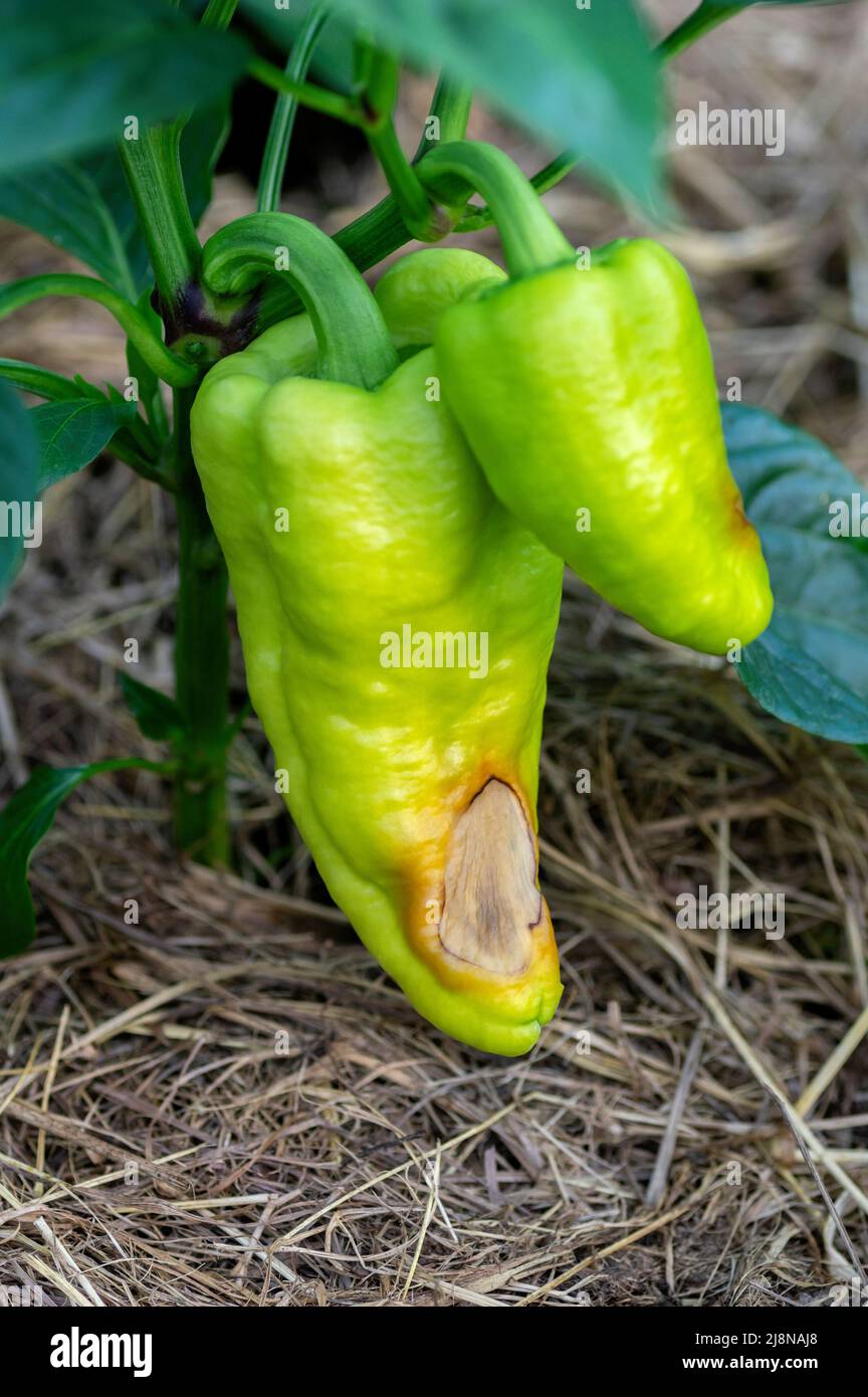 A close-up of ripe red bell pepper fruit damaged by rot, symptom of anthracnose disease. Problems of agriculture, pepper diseases. Stock Photo