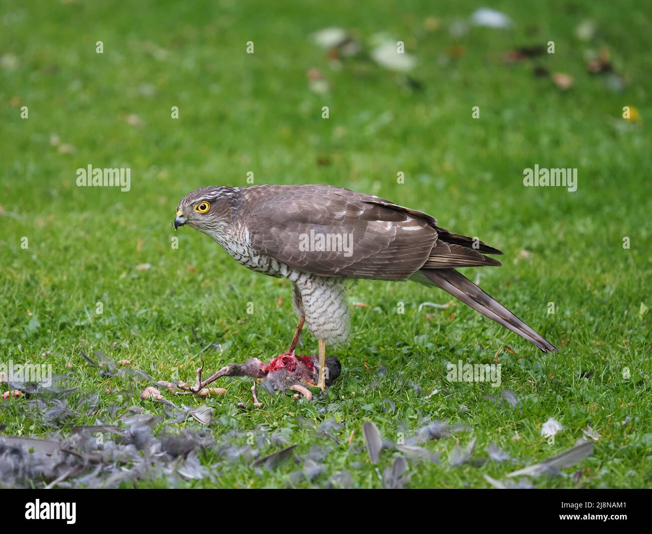 Sparrowhawk on a kill in my garden where it plucked the prey and consumed much of it before flying off with the remains. Stock Photo