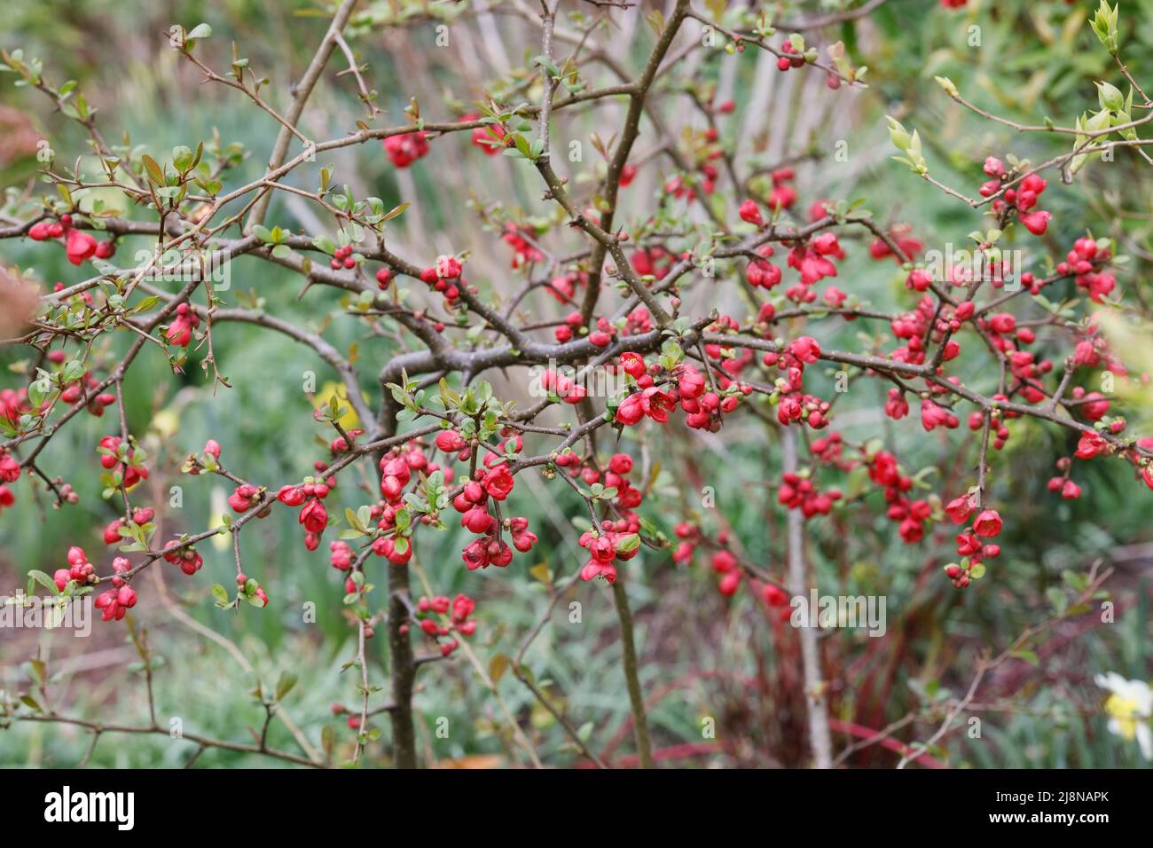 Chaenomeles flowers. Japonica in Spring. Stock Photo