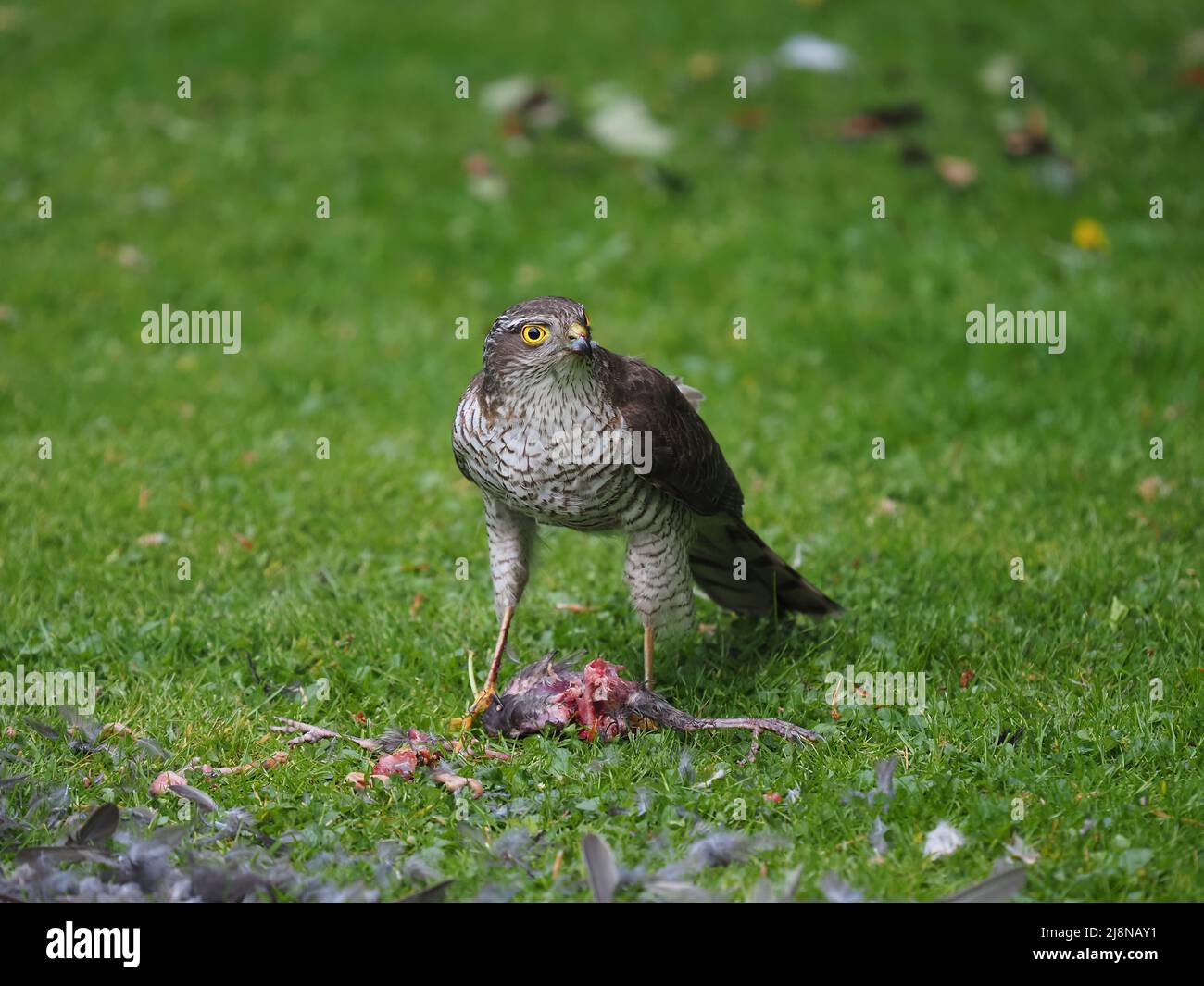 Sparrowhawk on a kill in my garden where it plucked the prey and consumed much of it before flying off with the remains. Stock Photo