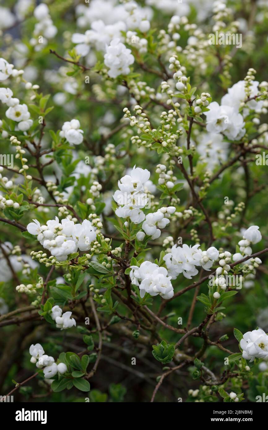 Exochorda x macrantha 'The Bride' flowers in Spring. Stock Photo