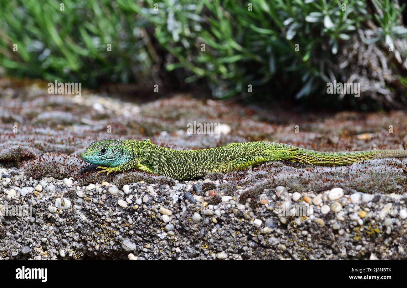 European green lizard - Lacerta viridis male in Badacsony, Hungary Stock Photo