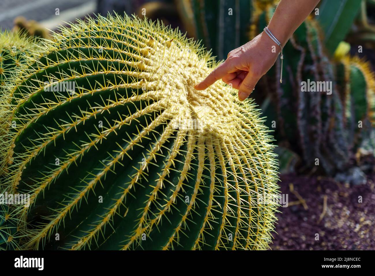 Hand holding cactus hi-res stock photography and images - Alamy