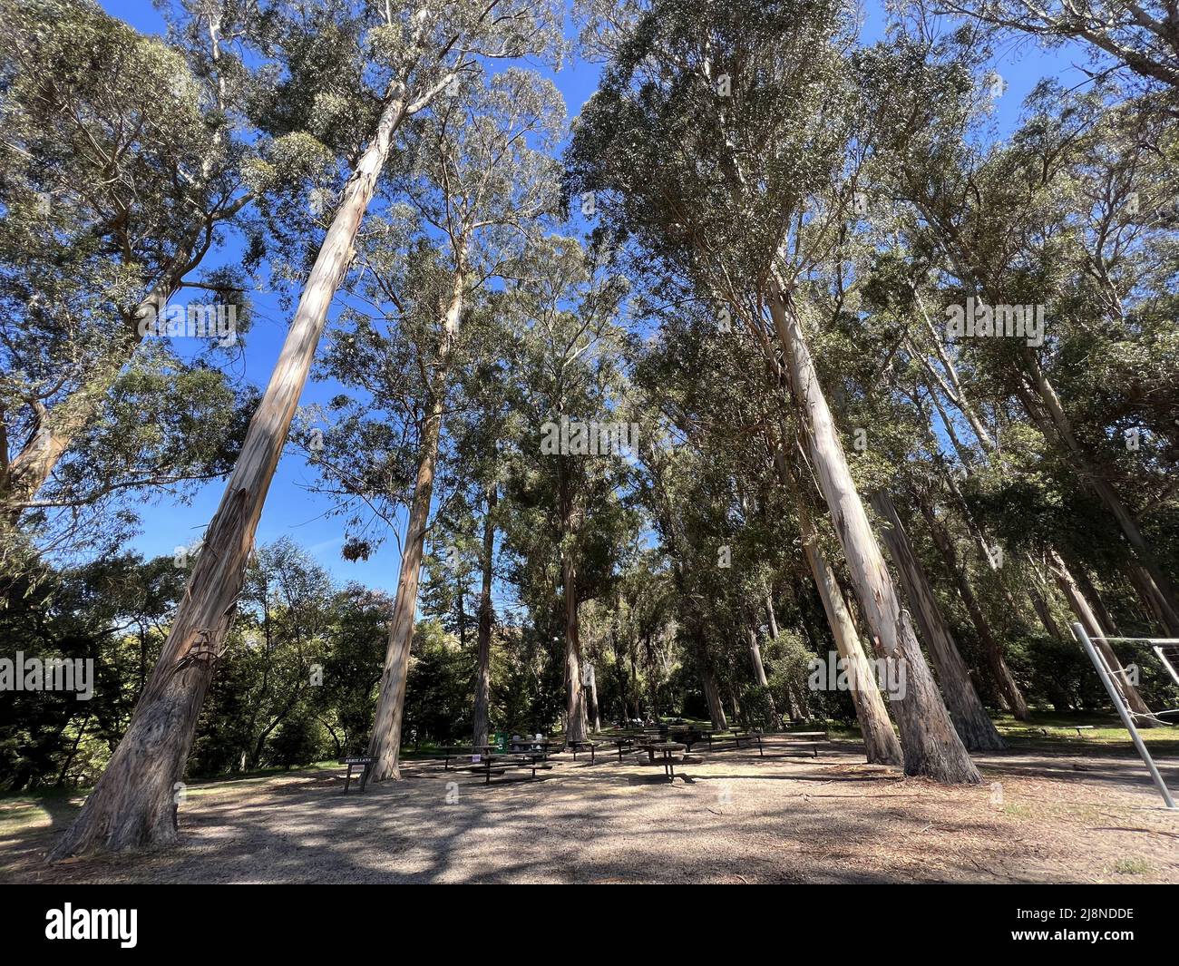 Wideangle view of eucalyptus trees at Kennedy Grove recreation area in
