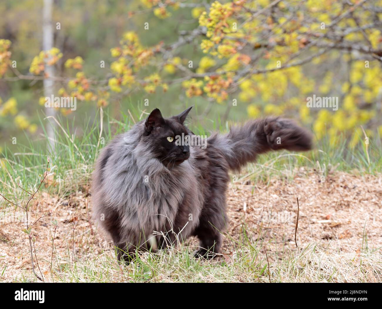 Norwegian forest cat male outdoors Stock Photo