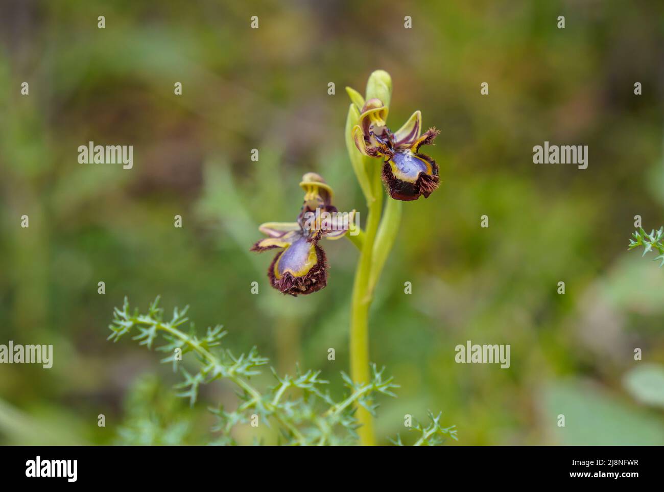 Mirror orchid, Ophrys speculum, flowering in spring, Andalusia, Southern Spain. Stock Photo