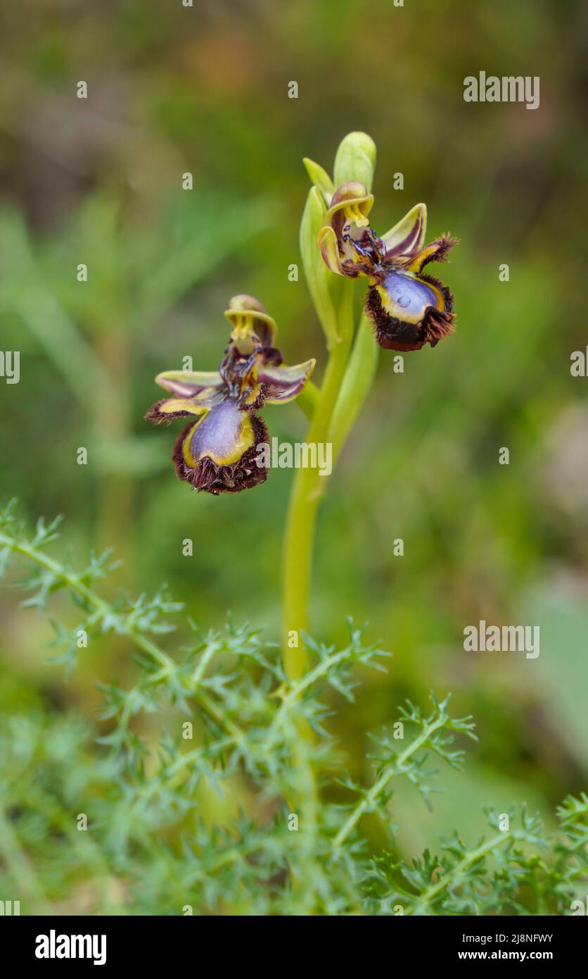 Mirror orchid, Ophrys speculum, flowering in spring, Andalusia, Southern Spain. Stock Photo