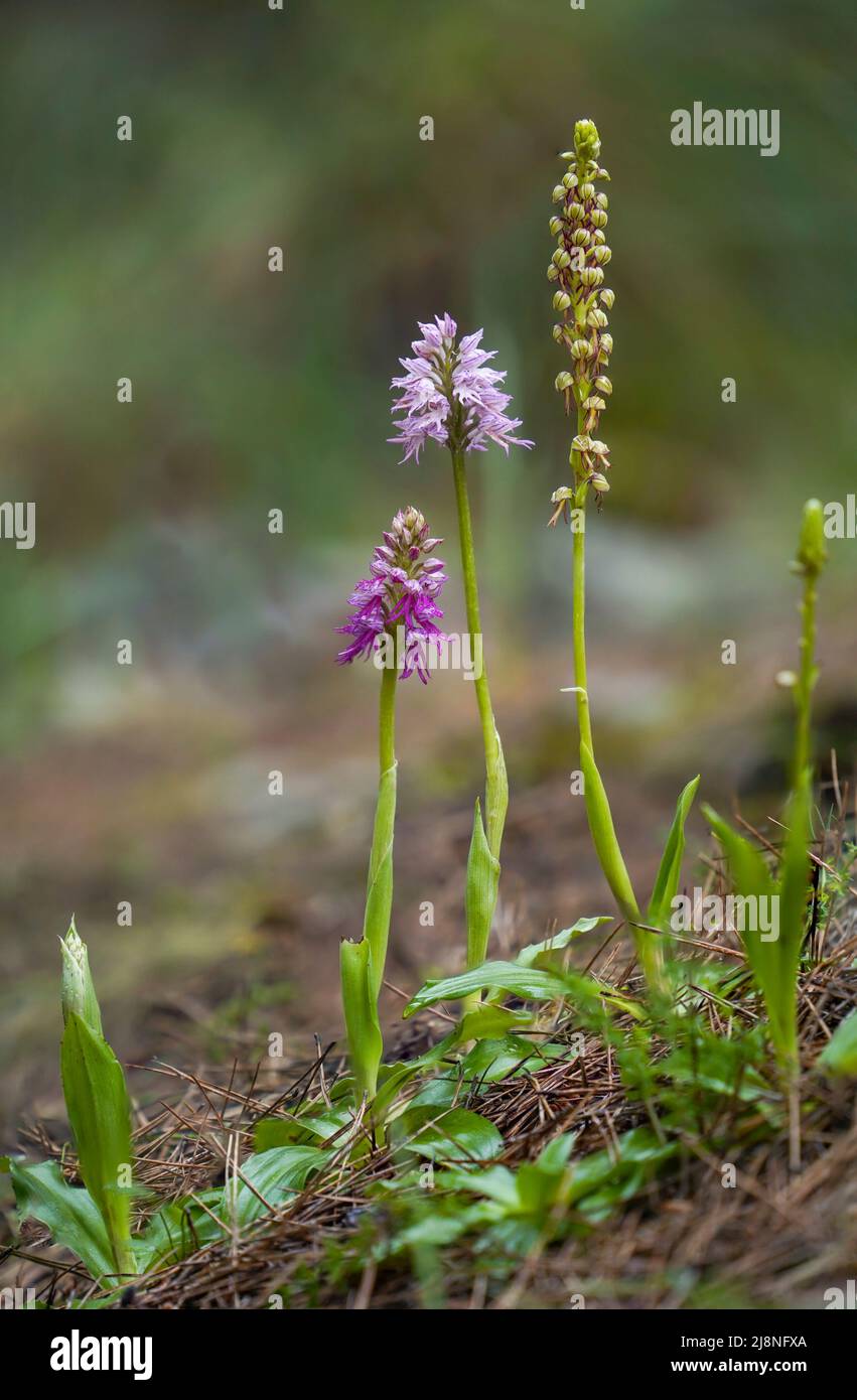 Two orchids and their hybrid, Orchis italica (naked man orchid) x Orchis anthropophora (man orchid ) = orchis bivonae, Andalucia, Spain. Stock Photo