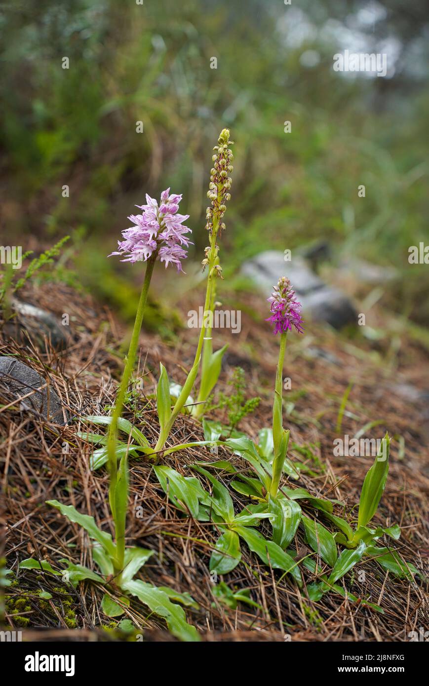 Two orchids and their hybrid, Orchis italica (naked man orchid) x Orchis anthropophora (man orchid ) = orchis bivonae, Andalucia, Spain. Stock Photo