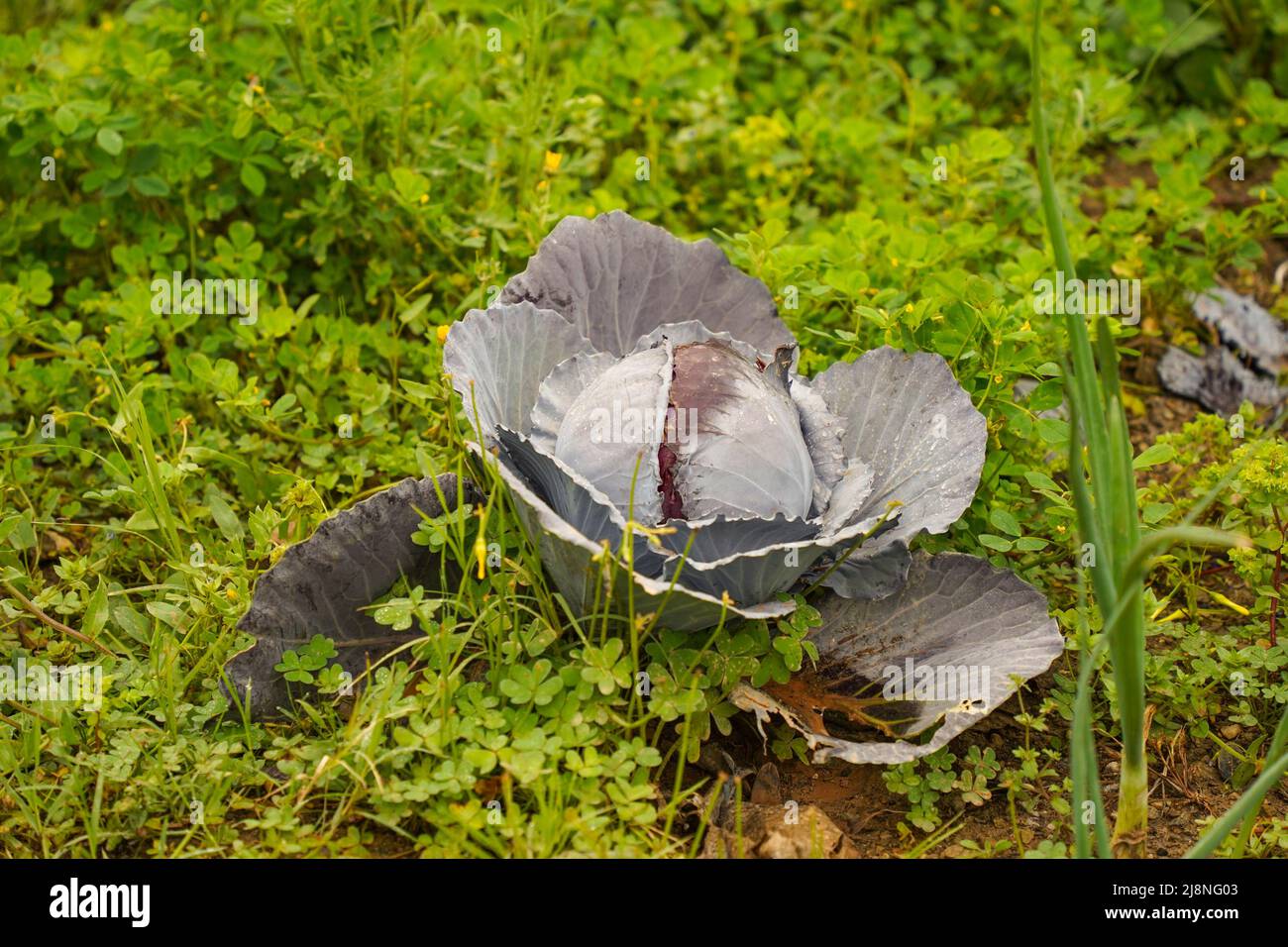 Red cabbage growing in vegetable garden with weed around. Stock Photo