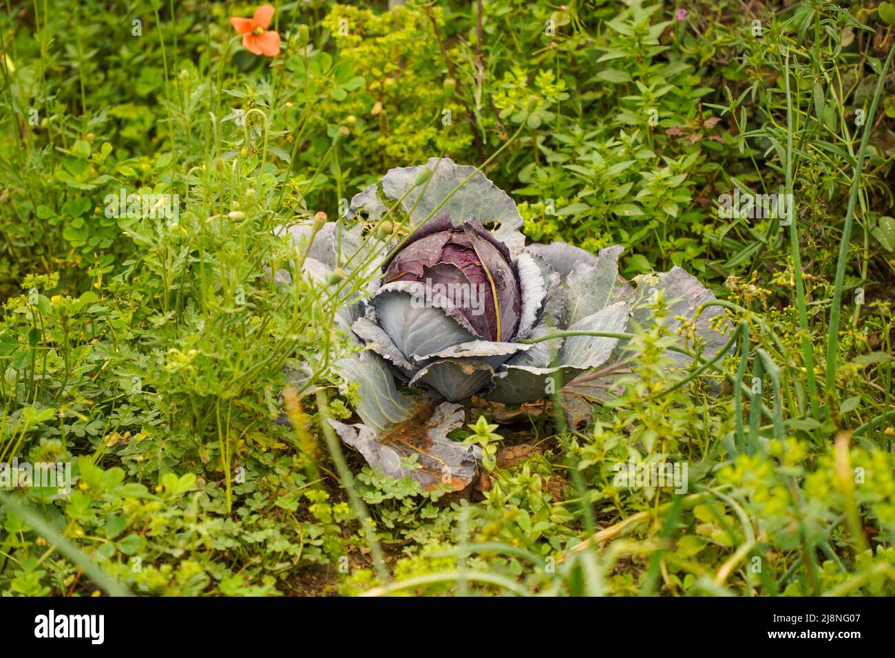 Red cabbage growing in vegetable garden with weed around. Stock Photo