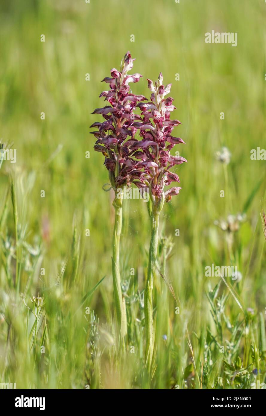Anacamptis coriophora, bug orchid, Orchis coriophora ssp fragans, Andalusia, Spain. Stock Photo