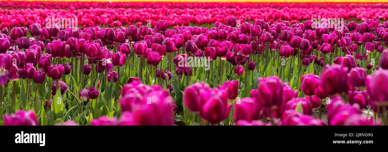 Tulip Flower Field. Close Up Nature Background. Stock Photo
