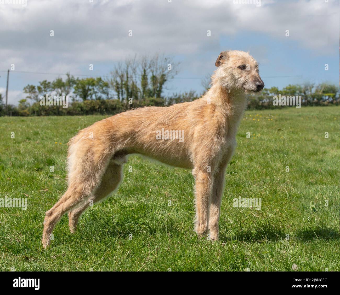 Rough Coated Lurcher Dog Stock Photo Alamy