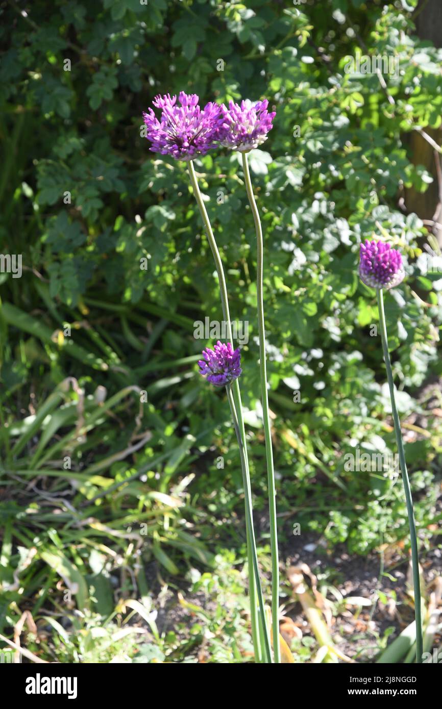 Kastrup/Copenhagen/Denmark/17 May 2022/ Tall blue Allium Azureum flowers for streetd ecoration in Kstrup. (Photo..Francis Dean/Dean Pictures) Stock Photo