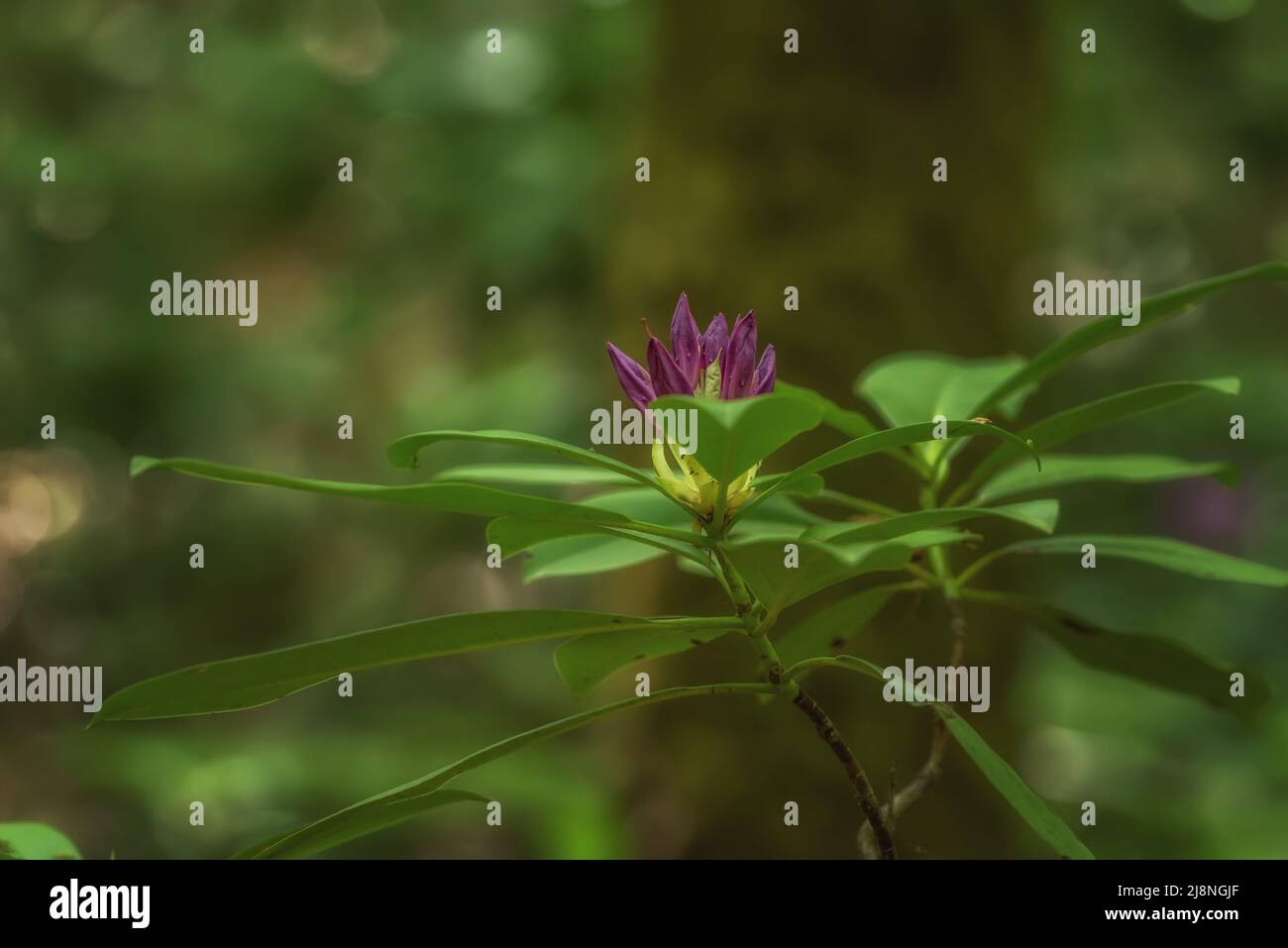 Purple flowers in wild nature. Periwinkle in Nature park Strandja