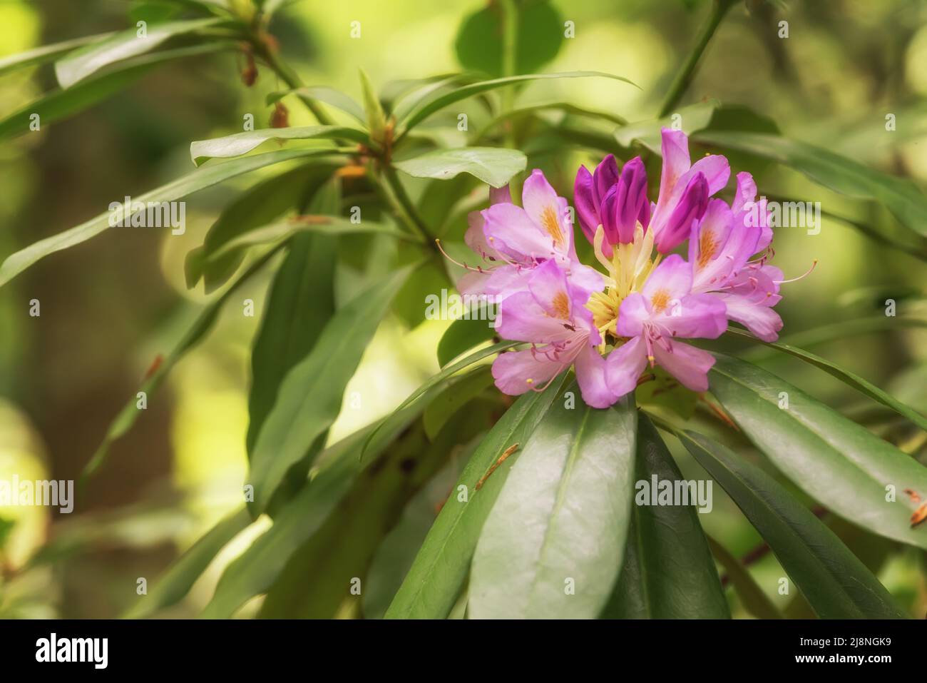 Purple flowers in wild nature. Periwinkle in Nature park Strandja