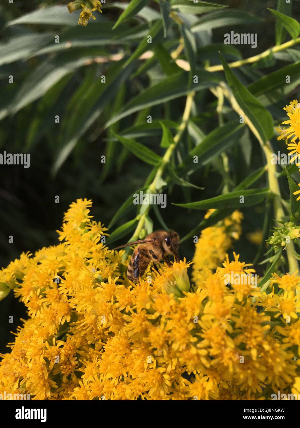 Biene auf einer Goldrute Blüte in gelb, auf der Wiese Stock Photo