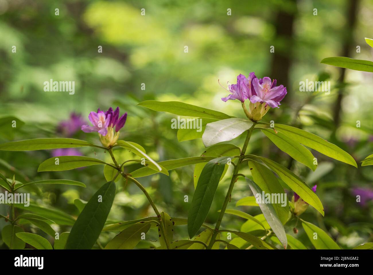 Purple flowers in wild nature. Periwinkle in Nature park Strandja