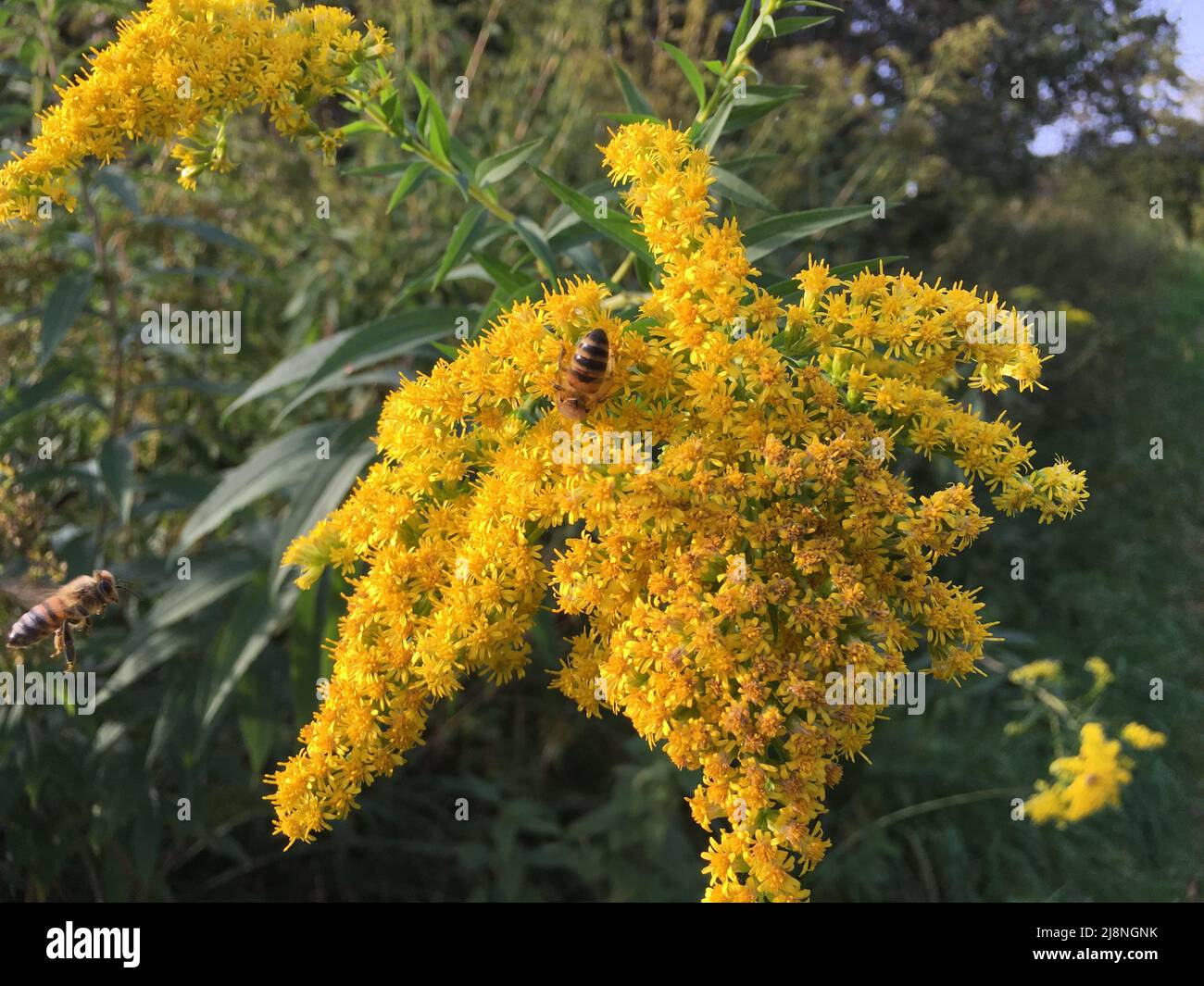 Biene auf einer Goldrute Blüte in gelb, auf der Wiese Stock Photo
