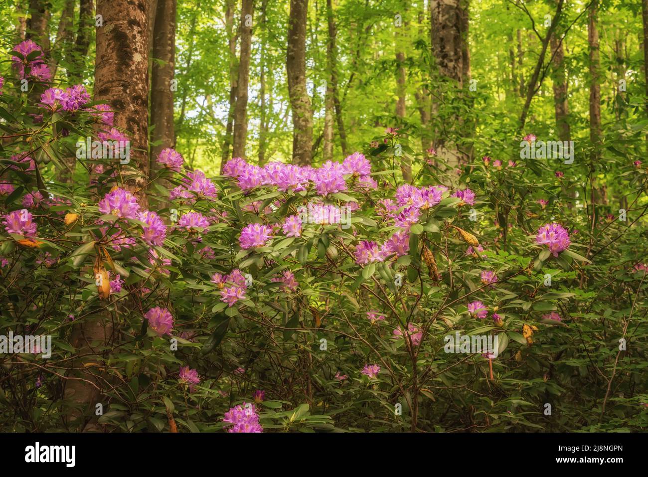 Purple flowers in wild nature. Periwinkle in Nature park Strandja