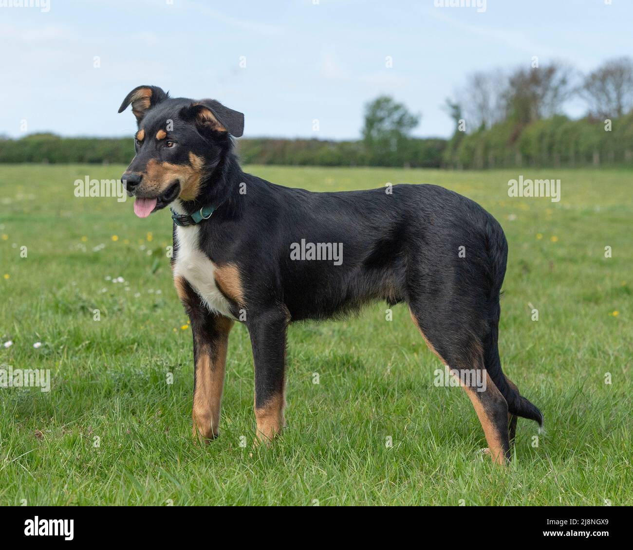 Huntaway sheepdog hot sale