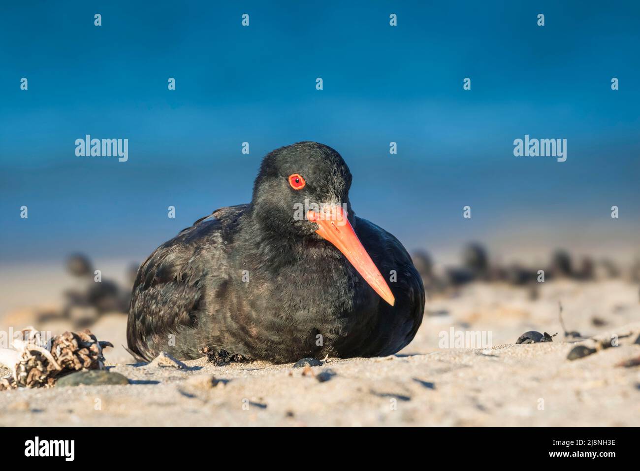 Variable Oystercatcher ( Haematopus unicolor ) New Zealand endemic, conservation staus recovering, Close-up of adult sitting on beach. Variable Oyster Stock Photo