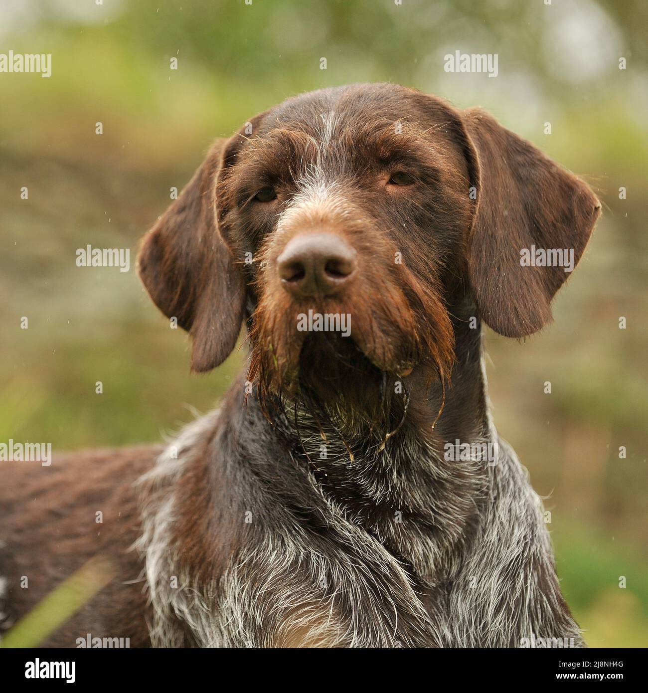 German wirehaired pointer Stock Photo - Alamy