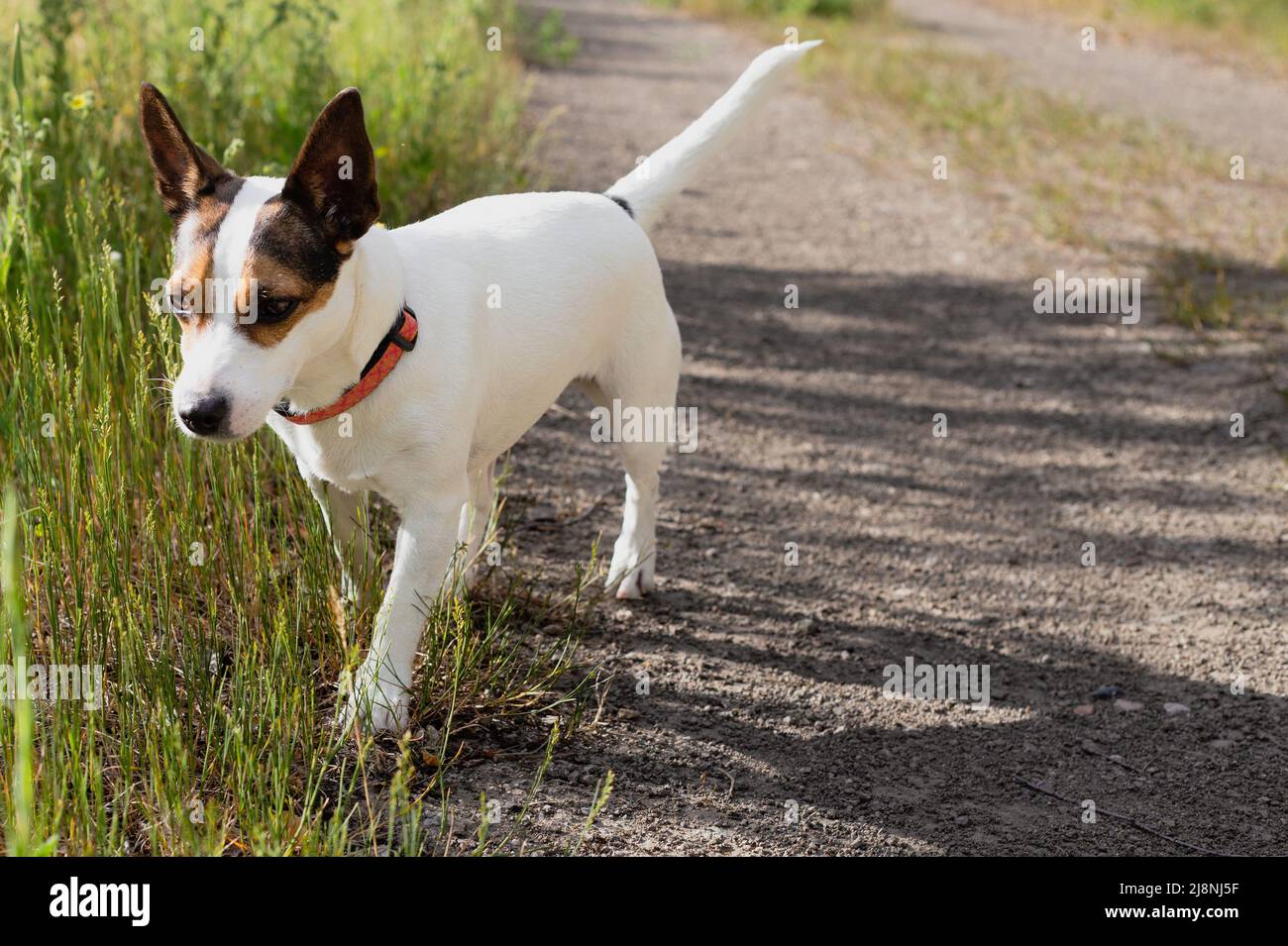 Close up of small dog walking off leash on a hiking trail Stock Photo