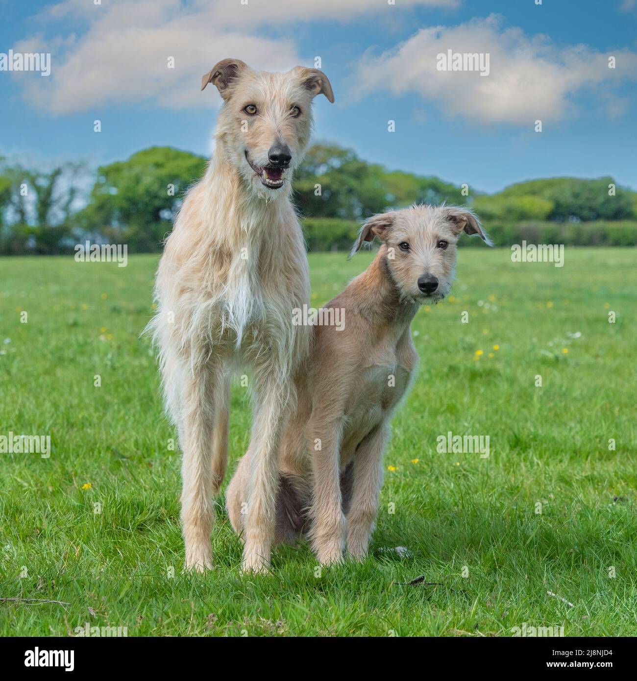 lurcher dog and puppy lurcher Stock Photo Alamy