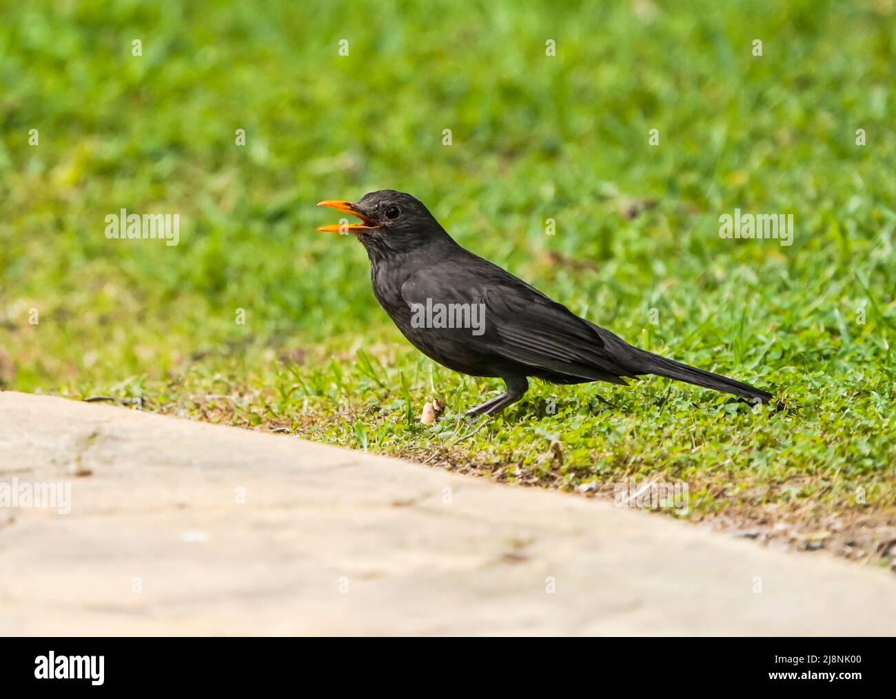 Two adult male blackbirds (Turdus merula) fighting to defend their territory, Spain. Stock Photo