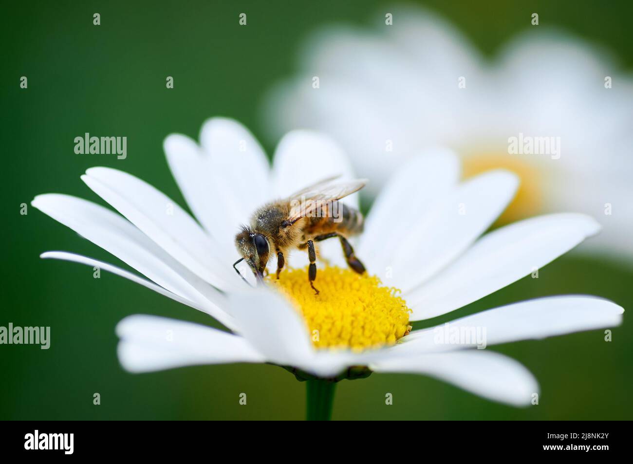 bee on a flower of chamomile Stock Photo Alamy