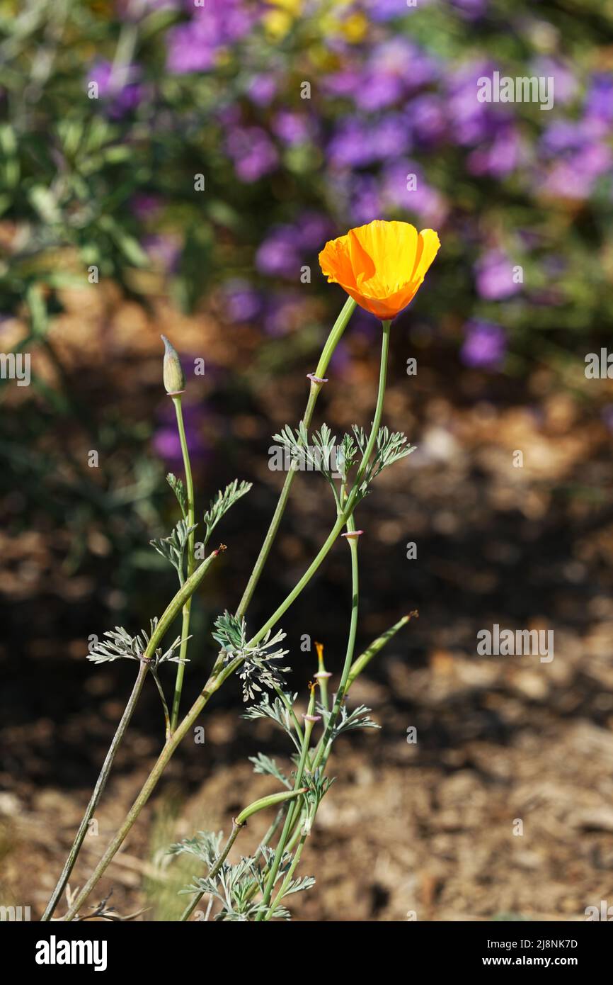 Single California Poppy with green vegetation and purple flowers bokeh. Stock Photo