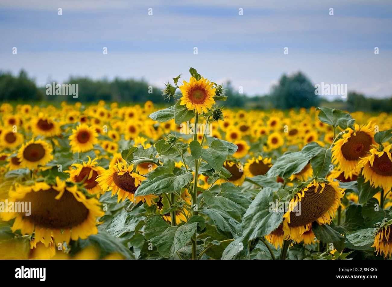 field of sunflowers in Ukraine Stock Photo Alamy