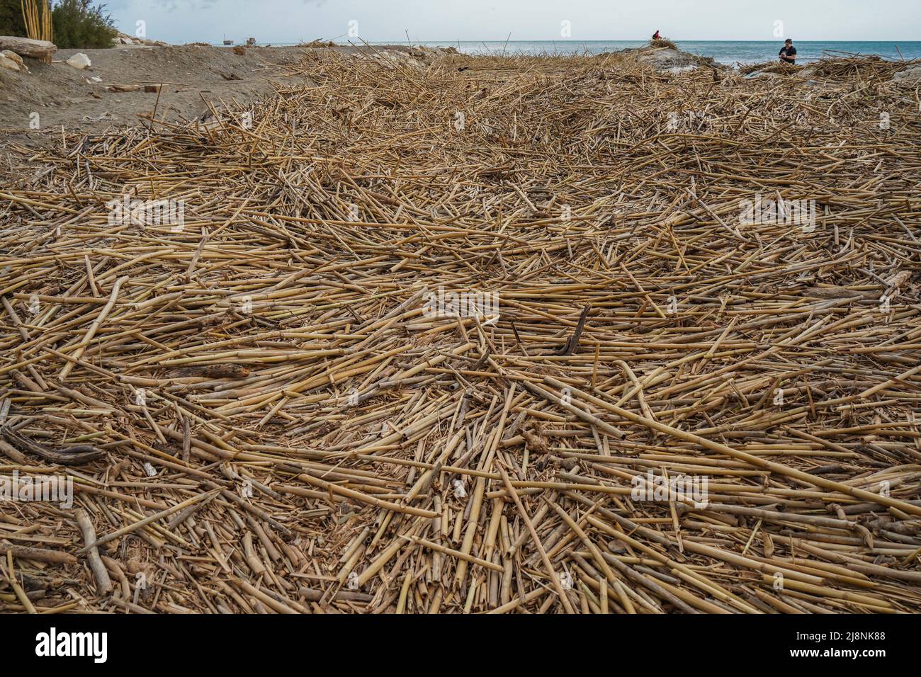 Debris, canes, giant reed canes, left after severe weather, covering ...