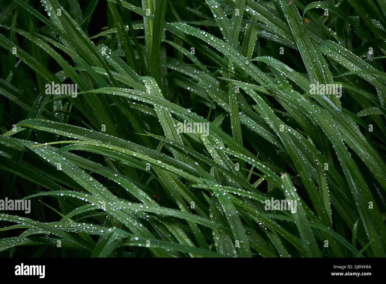 drops of water on the green grass after the rain Stock Photo - Alamy