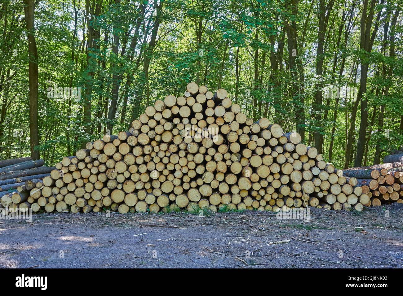 Log wood pile Stock Photo