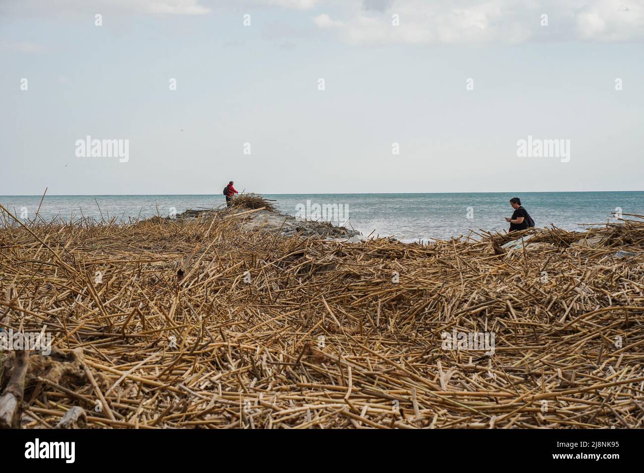 Debris, canes, giant reed canes, left after severe weather, covering the beach at river mouth Gudalhorce, Malaga, Spain. Stock Photo
